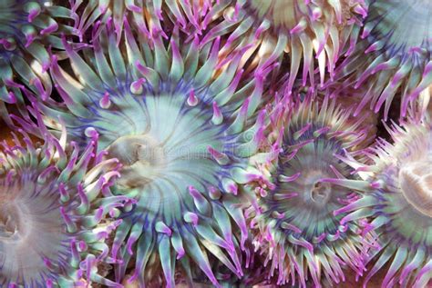 Sea Anemones Stock Image Image Of Colorful Creature 30875057