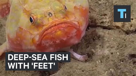 Deep Sea Fish With Feet Pobse