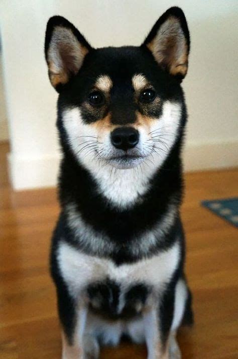 Black And Tan Shiba Inu Learn All About The Shiba Inu Breed At