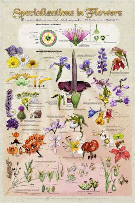 Want For The Classroom Flower Identification Botanical Illustration