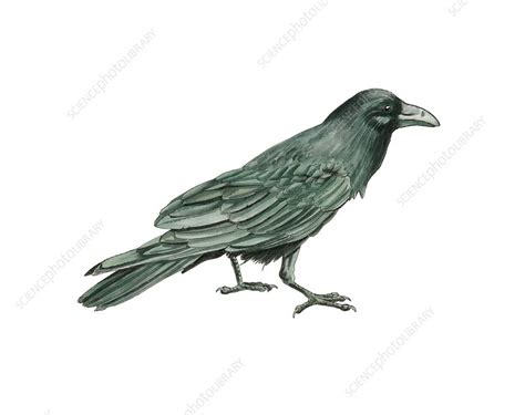 Common Raven Artwork Stock Image C0163262 Science Photo Library