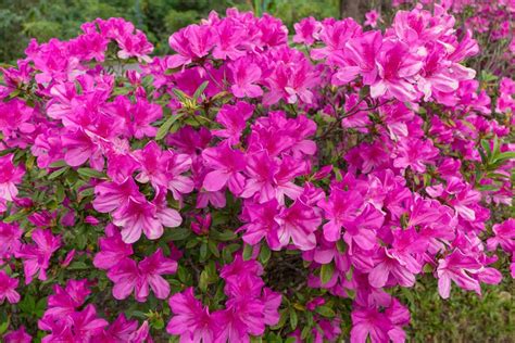 8 Small Flowering Shrubs Bushes For Gardens Horticulture