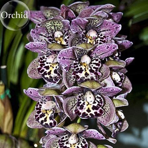 Us 0 72 Rare Beautiful Butterfly Orchid Flowers 100 Seeds Fragrant Attract The Butterfly