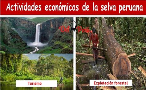 Actividades Económicas De La Selva Peruana Economía Del Peru