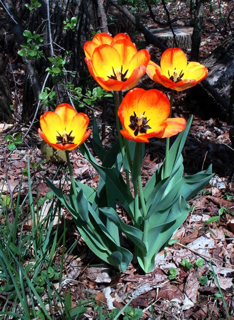 Tulipa Gesneriana Liliaceae Image 31558 At