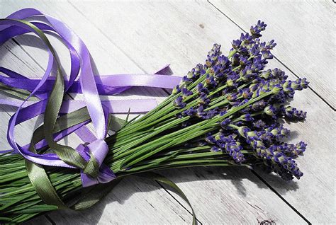 Lavender Uses And Benefits Wellbeing Skin And Hair Health Cool