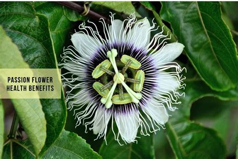 Passion Flower Benefits: Soothing The Passions Of Pitta Individuals