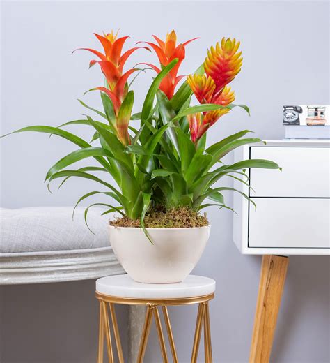 Whether you're sending a dozen red roses to a loved one or a beautiful bouquet for mother's day, they have all the classic and many innovative arrangements for you to pick from. Bromelia » Plants £22.99 | FREE Chocolates | Prestige Flowers