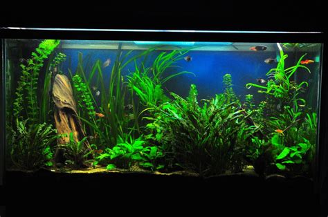 80 Gallon Freshwater Fish Tank Plants Community Fish Tank Aquarium Fish