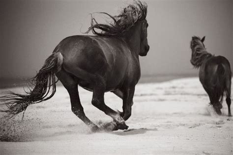 Photographs Of Horses Incredible Gallery Of Horses Pictures Horses