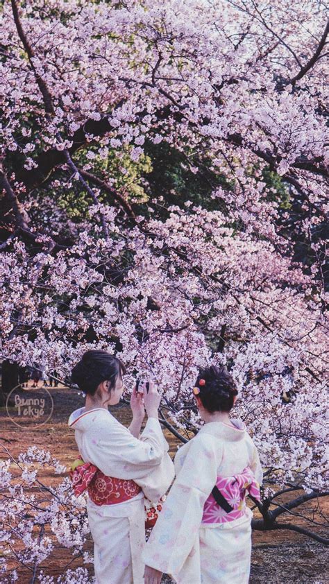 24 Beautiful Cherry Blossom Anime Wallpaper Phone Tachi Wallpaper