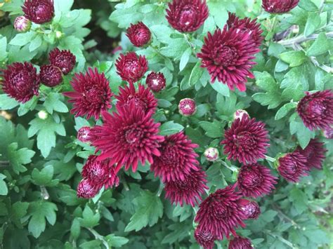 Garden Mum Chrysanthemum X Morifolium Kathleen Dark Red