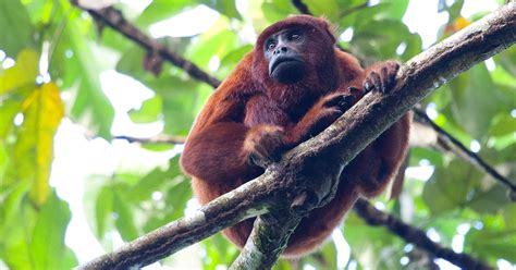 Animals That Live In The Canopy Tropical Rainforest