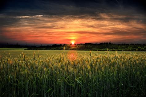 Field Sunset Landscape Wheat Grass Wallpapers Hd Desktop And