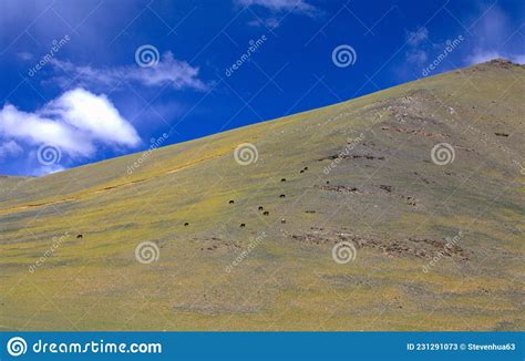 Grazing Alpine Pastures Under Blue Skis And White Clouds Stock Image