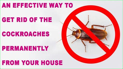An Effective Way To Get Rid Of The Cockroaches Permanently From Your House Man Health Magazine