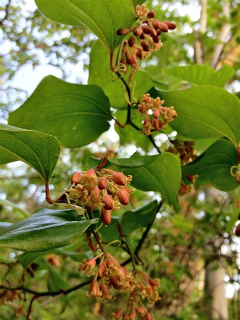 Feb 16, 2021 · smilax is also known as greenbrier and occasionally carrion vine, due to its intense, slightly unpleasant scent. greenbrier - Wiktionary