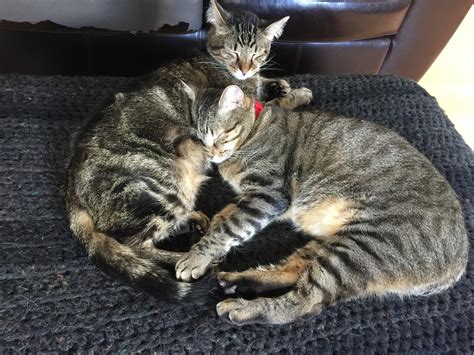 Adopt a Cat Month – Purry Home Companion