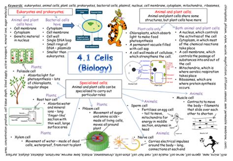 Gcse Biology Revision Resources Notes And Questions Tes