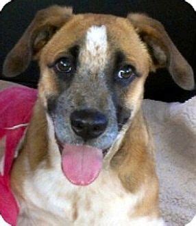 Australian cattle dog boxer mix. Pictures of CARTER (video) a Australian Cattle Dog/Boxer ...