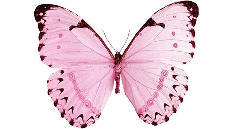 Aesthetic black aesthetic blue aesthetic love aesthetic purple aesthetic red aesthetic yellow aesthetic green aesthetic white pastel pink aesthetic brown. Pink Butterfly #4 | Pink butterfly, Butterfly painting ...