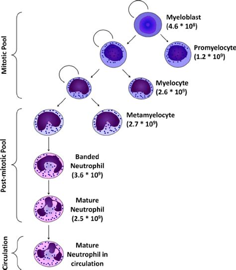 Production Of The Neutrophil Lineage In The Bone Marrow Myeloblasts