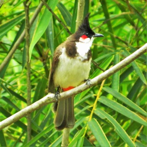 Bird Sanctuaries In Kerala 2020 Kerala Tourism Guide To India Tourism
