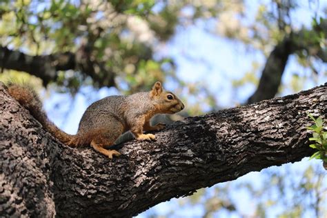 Brown Squirrel On Tree · Free Stock Photo