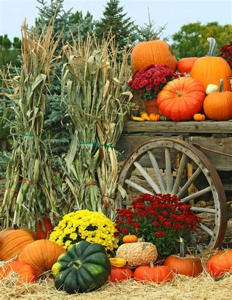 Pumpkins And Gourds Are Arranged In Front Of An Old Wooden Wagon Filled