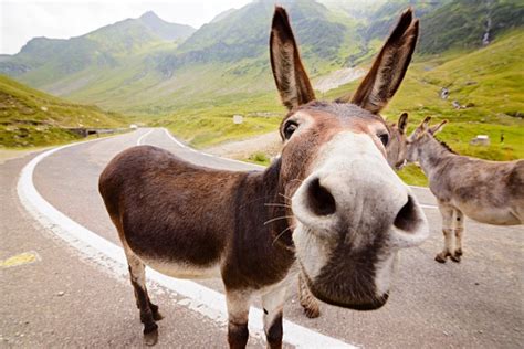 Funny Donkey On Road Stok Fotoğraflar And Eşek‘nin Daha Fazla Resimleri