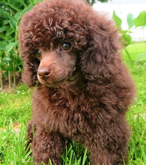 Poodle Colors 31 Poodle Coat Colors Explained With Pictures