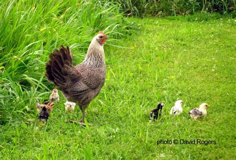 Healthy chickens and tasty eggs are two highly desirable outcomes for chicken owners. Mother hen with chicks. Organic free range chicken ...