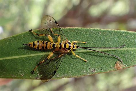 Yellow Banded Ichneumon Wasp Xanthopimpla Rhopaloceros Flickr