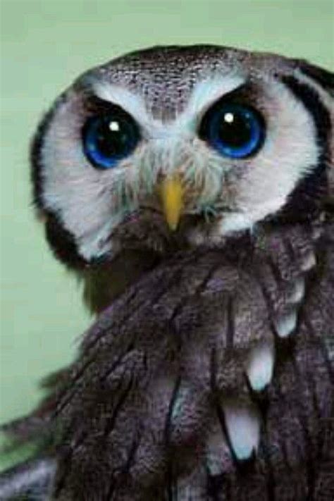 Beautiful Eyes Animals Beautiful Owl Owl