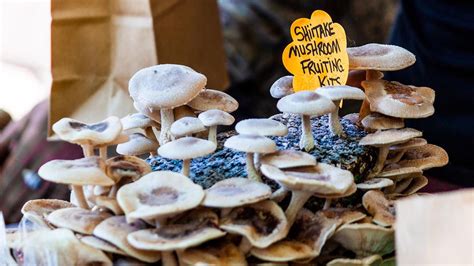 Growing Mushrooms At Home Is Easier Than You Think Flipboard
