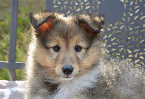 Top 10 Cutest Dog Breeds In The World Ranked Cuteness Overload Images