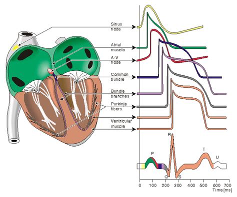 5 Electrophysiology Of The Heart Through The Conduction System 1