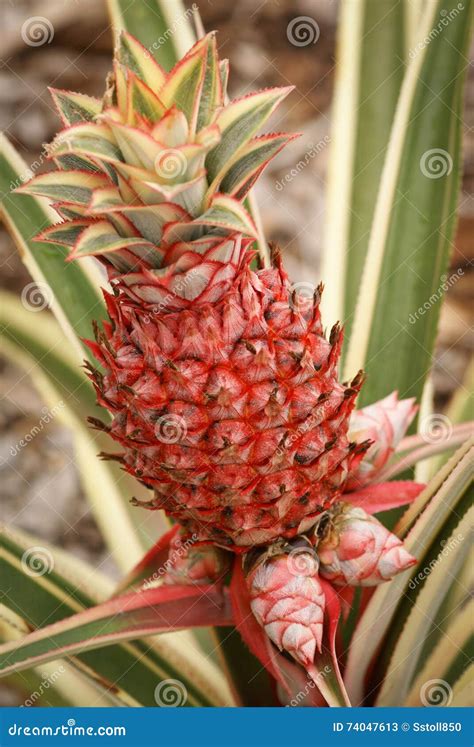 Ornamental Pineapple Plant Stock Image Image Of Nature 74047613