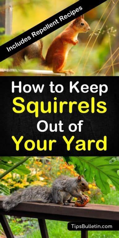 17 Incredibly Easy Ways To Keep Squirrels Out Of Your Yard Get Rid