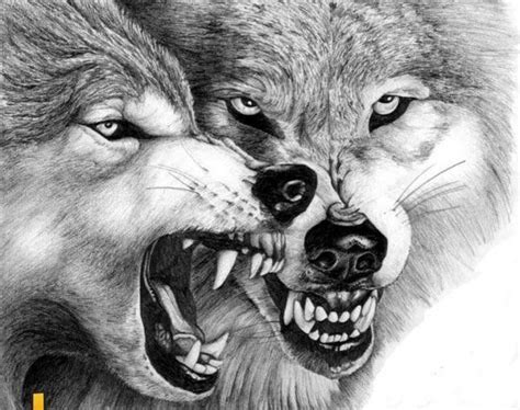 Wolf Drawing Angry Wolf Wolf Art