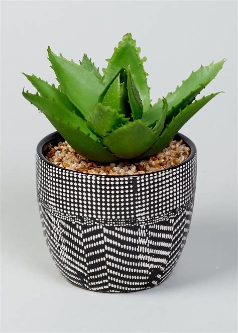 Breathe A New Lease Of Life Into Your Living Space With This Cute Aloe
