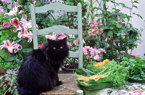 However, there are other plants and flowers, both indoors and outdoors, that can be harmful to cats. Lily Toxicity: Are Lilies Poisonous to Cats?