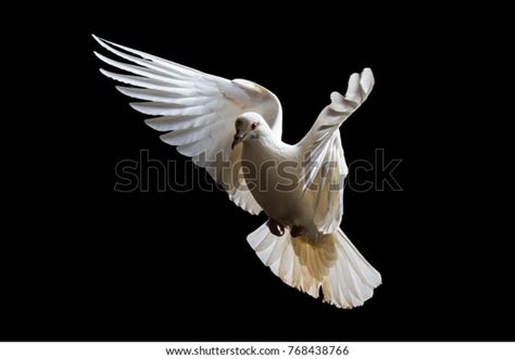 Holy White Bird Flight White Dove Stock Photo Edit Now 768438766