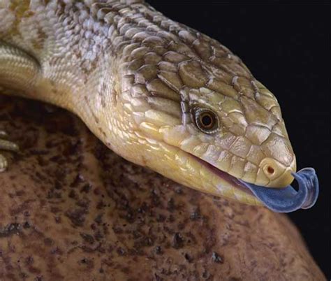Is Blue Tongue Lizard Poisonous To Dogs If Eaten Zooawesome