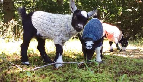 Whats Cuter Than Baby Goats Baby Goats In Sweaters Hobby Farms
