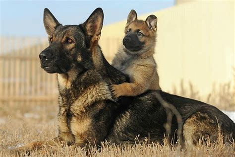 Top 10 Do German Shepherd Puppies Change Color You Need To Know