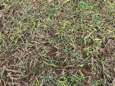 Living in the north i truly am not much of an expert on zoysia grass so i did a little *you do not need to kill existing grass to start plugs of zoysia. What is this? | LawnSite.com™ - Lawn Care & Landscaping Professionals Forum