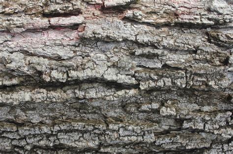 Tree Bark Rough Wood Trunk Forest Free Image Download