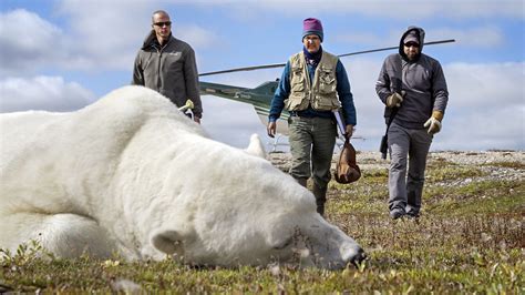 Bbc One The Hunt Living With Predators Conservation Polar Bear