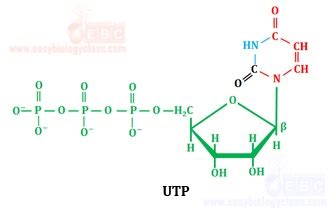 Utp Uridine Triphosphate Easybiologyclass Easybiologyclass
